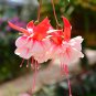 Fuchsia Rose Red White Double Flowers 50 PCS Seeds