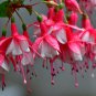 Fuchsia Rose Red White Double Flowers 50 PCS Seeds