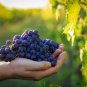 Grape Miniature Grape Vine Bonsai Organic Fruit Tree Succulent 200 PCS Seeds