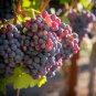 Grape Miniature Grape Vine Bonsai Organic Fruit Tree Succulent 200 PCS Seeds