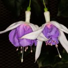Fuchsia Purple White Flowers 200 PCS Seeds