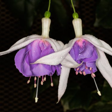 Fuchsia Purple White Flowers 200 PCS Seeds