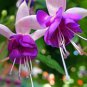 Fuchsia Purple White Flowers 200 PCS Seeds