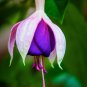 Fuchsia Purple White Flowers 200 PCS Seeds