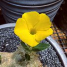 Fresh Real Pachypodium brevicaule 100 PCS Seeds