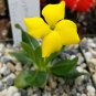 Fresh Real Pachypodium brevicaule 100 PCS Seeds