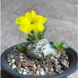 Fresh Real Pachypodium brevicaule 100 PCS Seeds