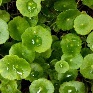 Gotu kola 20 PCS Seeds