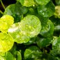 Gotu kola 20 PCS Seeds