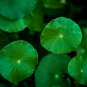 Gotu kola 20 PCS Seeds