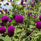 Gomphrena Globosa Bonsai Beautiful Globe Flowers 100 PCS Seeds Gomphrena Globosa Bonsai Beautiful Globe Flowers 100 PCS Seeds
