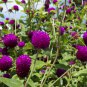 Gomphrena Globosa Bonsai Beautiful Globe Flowers 100 PCS Seeds