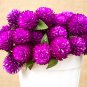 Gomphrena Globosa Bonsai Beautiful Globe Flowers 100 PCS Seeds