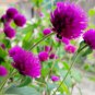 Gomphrena Globosa Bonsai Beautiful Globe Flowers 100 PCS Seeds