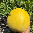 Golden-skinned, Red-fleshed Gift Watermelon 20 PCS Seeds