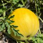 Golden-skinned, Red-fleshed Gift Watermelon 20 PCS Seeds