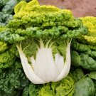Goldenheart Baby Cabbage 3 PCS Seeds