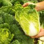 Goldenheart Baby Cabbage 3 PCS Seeds