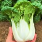 Goldenheart Baby Cabbage 3 PCS Seeds