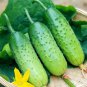 Golden Crisp Bites Drought-Tolerant Cucumber 60 PCS Seeds