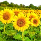 Golden-Brown Sunflower 50 PCS Seeds