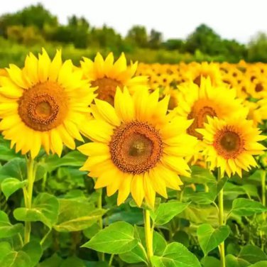 Golden-Brown Sunflower 50 PCS Seeds