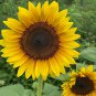 Golden-Brown Sunflower 50 PCS Seeds
