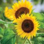 Golden-Brown Sunflower 50 PCS Seeds