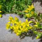GOLDEN ACRE SEDUM STONECROP GOLD MOSS Flower 200 PCS Seeds