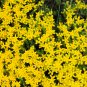 GOLDEN ACRE SEDUM STONECROP GOLD MOSS Flower 200 PCS Seeds
