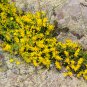 GOLDEN ACRE SEDUM STONECROP GOLD MOSS Flower 200 PCS Seeds