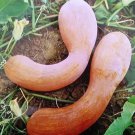 Golden Hook Pumpkin 20 PCS Seeds