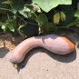 Golden Hook Pumpkin 20 PCS Seeds