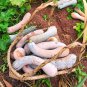 Golden Hook Pumpkin 20 PCS Seeds
