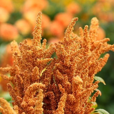 Golden Giant Amaranth 100 PCS Seeds