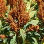 Golden Giant Amaranth 100 PCS Seeds