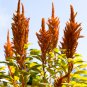 Golden Giant Amaranth 100 PCS Seeds