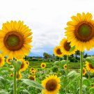 Gold Rush Sunflower 50 PCS Seeds