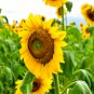 Gold Rush Sunflower 50 PCS Seeds