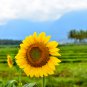 Gold Rush Sunflower 50 PCS Seeds