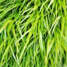 Gold Japanese Forest Grass 30 PCS Seeds Gold Japanese Forest Grass 30 PCS Seeds
