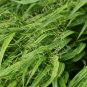 Gold Japanese Forest Grass 30 PCS Seeds