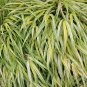 Gold Japanese Forest Grass 30 PCS Seeds