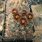Glandulicactus uncinatus 10 PCS Seeds