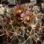 Glandulicactus uncinatus 10 PCS Seeds