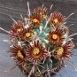 Glandulicactus uncinatus 10 PCS Seeds