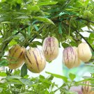 Ginseng Fruit Plant Vegetables Ornamental Funny 100 PCS Seeds Ginseng Fruit Plant Vegetables Ornamental Funny 100 PCS Seeds