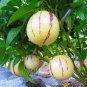 Ginseng Fruit Plant Vegetables Ornamental Funny 100 PCS Seeds