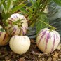 Ginseng Fruit Plant Vegetables Ornamental Funny 100 PCS Seeds