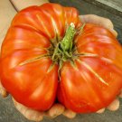 Giant Tomato 100 PCS Seeds